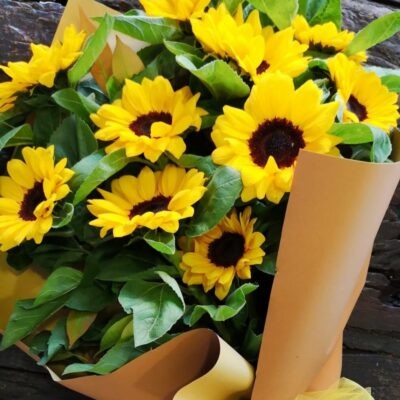 10 GIRASOLI