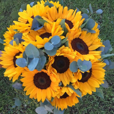 15 GIRASOLI