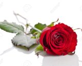 AMORE- Rosa singola confezionata