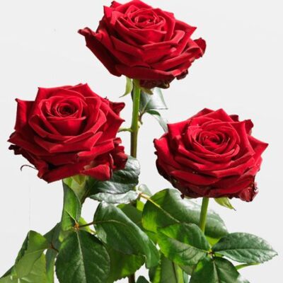 TRE ROSE ROSSE