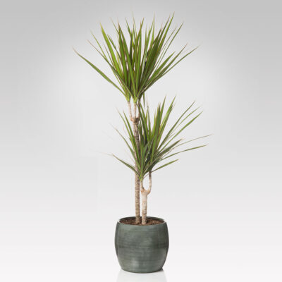 DRACAENA- Tronchetto della felicità