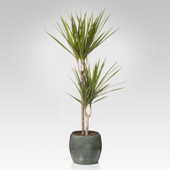 DRACAENA- Tronchetto della felicità