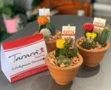 SUCCULENTE MINI in vaso di coccio