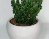CEREUS PERUVIANUS in vaso