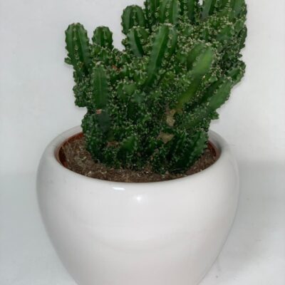 CEREUS PERUVIANUS in vaso
