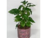 COFFEA ARABICA con vaso