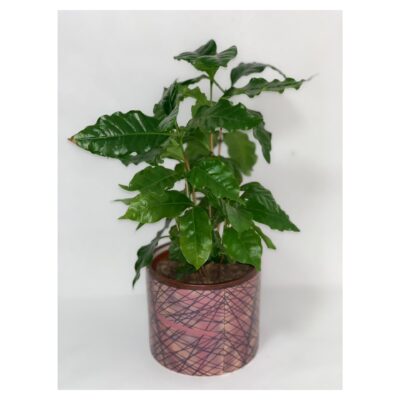 COFFEA ARABICA con vaso