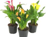 CALLA