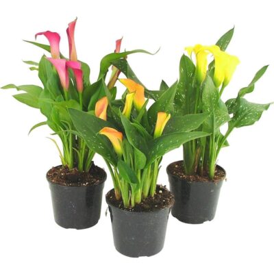 CALLA