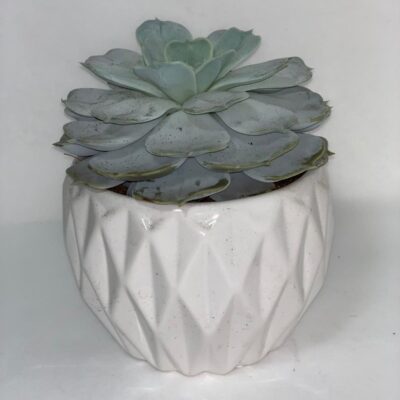 ECHEVERIA in vaso