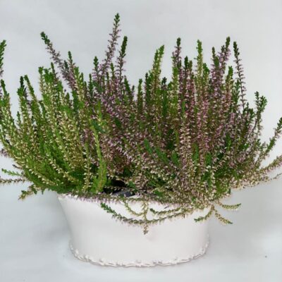 CALLUNA- Erica in vaso