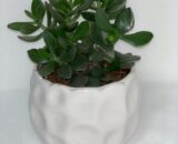 CRASSULA OVATA in vaso