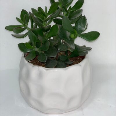CRASSULA OVATA in vaso