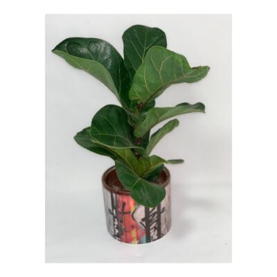 FICUS LYRATA con vaso