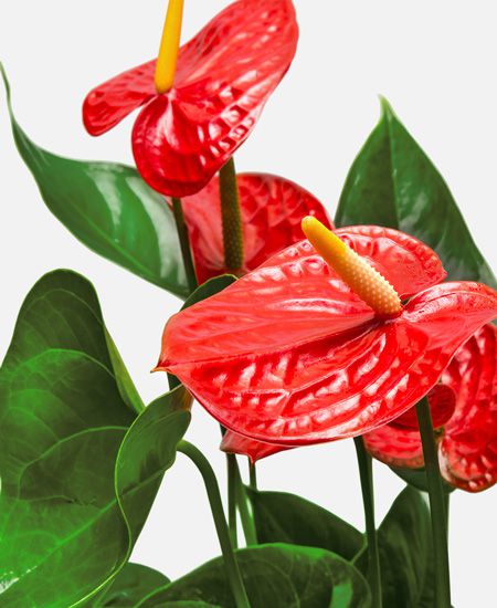 ANTHURIUM