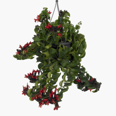 AESCHYNANTHUS- Pianta rossetto