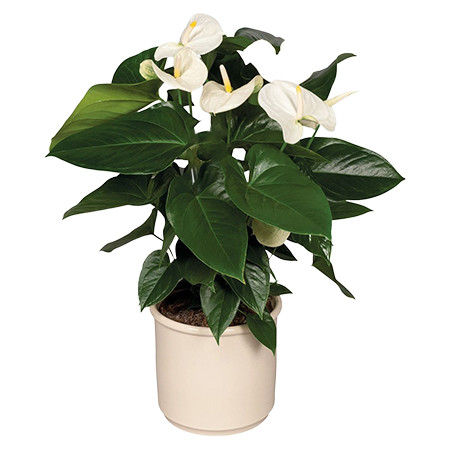 ANTHURIUM