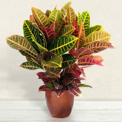 CROTON