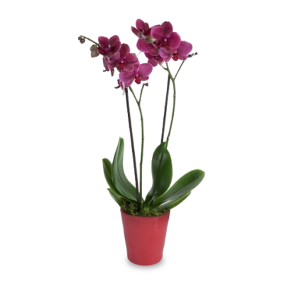ORCHIDEA SCENZA- con vaso