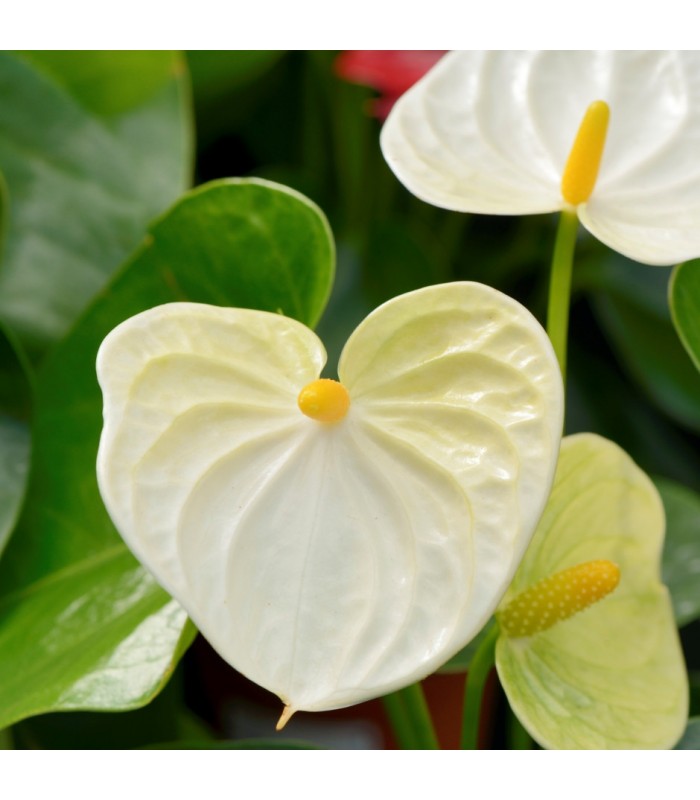ANTHURIUM
