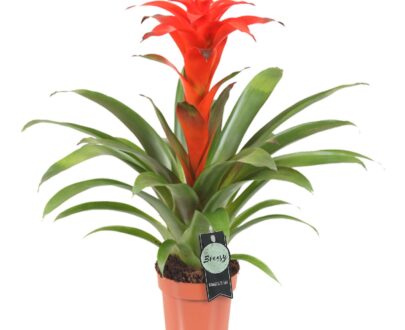 BROMELIA- Guzmania