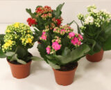 CALANDIVA- Kalanchoe