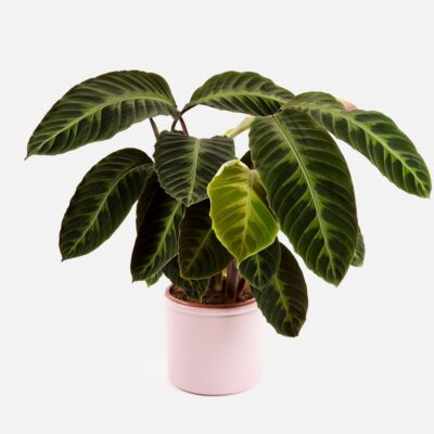 CALATHEA