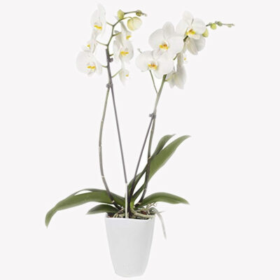 ORCHIDEA DECORUM- con vaso