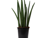 SANSEVIERIA CYLINDRICA