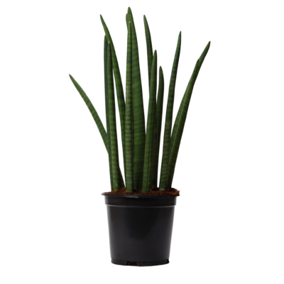 SANSEVIERIA CYLINDRICA