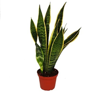 SANSEVIERIA- Lingua della suocera