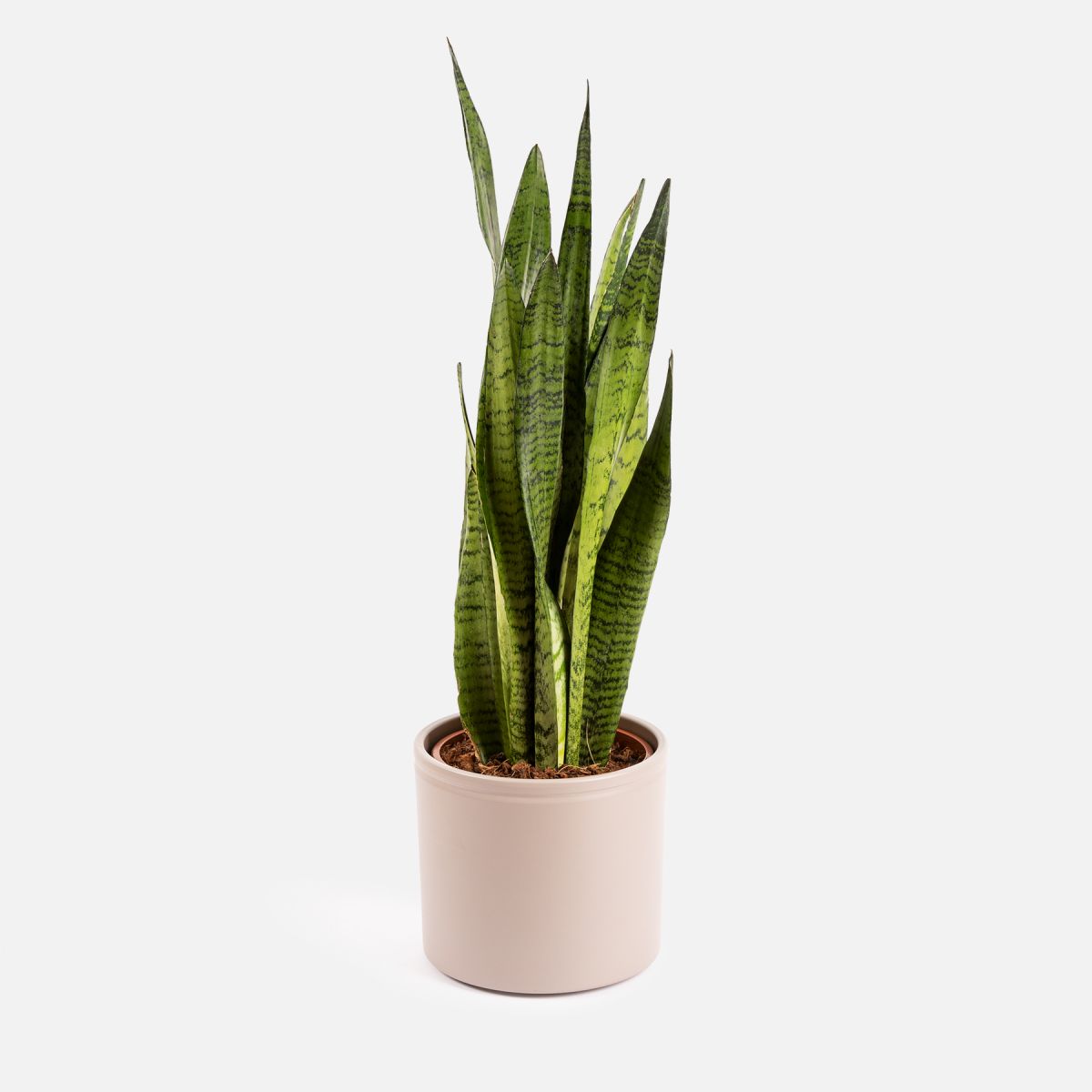SANSEVIERIA- Lingua della suocera