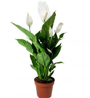 SPATHIPHYLLUM