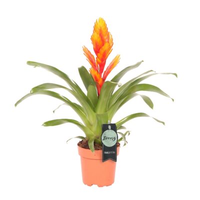 VRIESEA