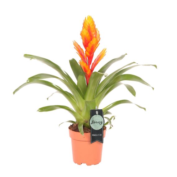 VRIESEA