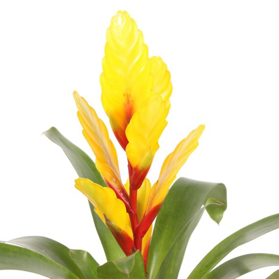 VRIESEA