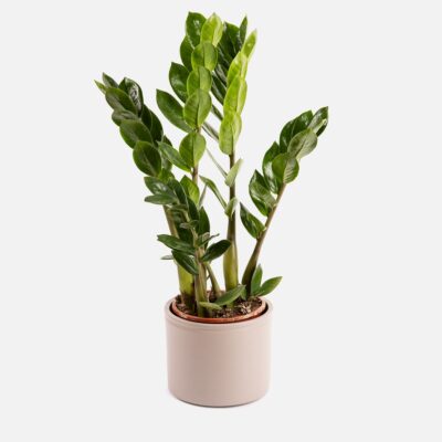 ZAMIA