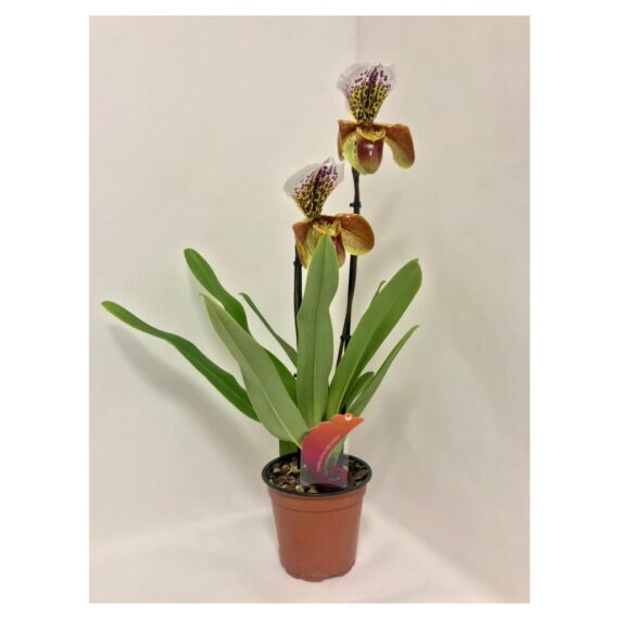 PAPHIOPEDILUM- Orchidea