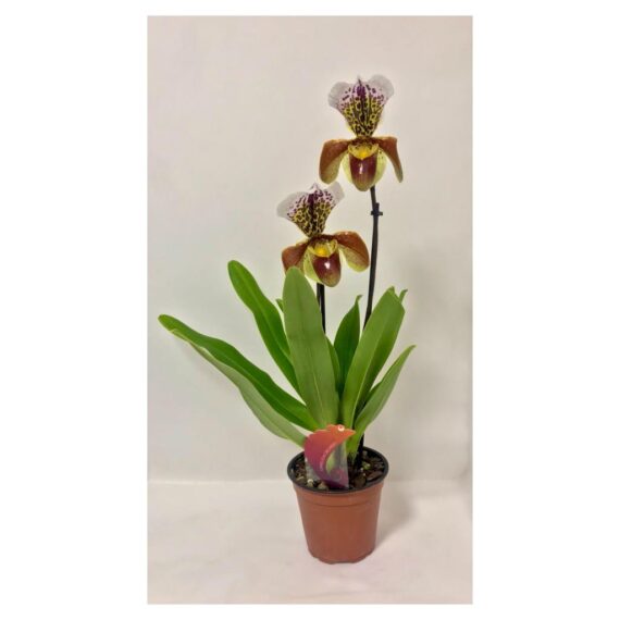 PAPHIOPEDILUM- Orchidea