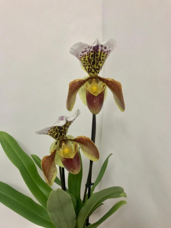 PAPHIOPEDILUM- Orchidea