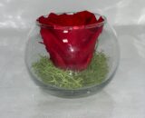SFERA ETERNA- Red