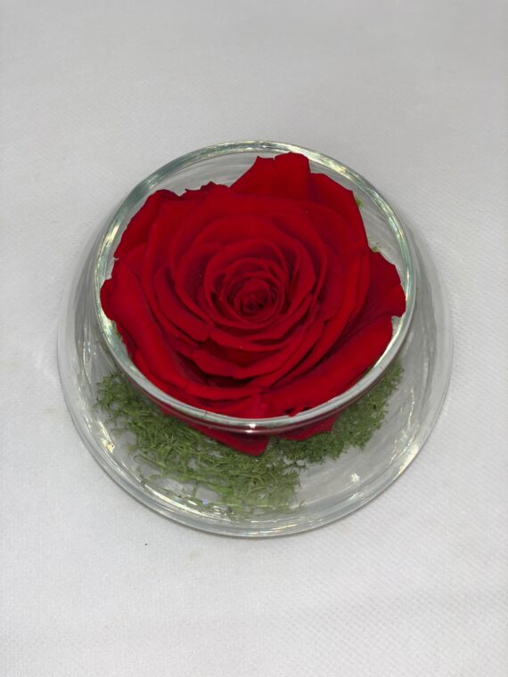 SFERA ETERNA- Red