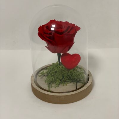 ETERNALROSE- Red